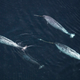 Illustration for article titled Narwhal Genome Reveals Another Way That Narwhals Are Weird